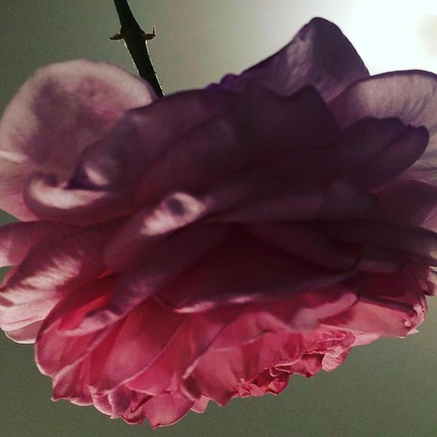 Abstract Photograph - ＃rose #art #abstract #flower #photo by Miwa Nishikawa