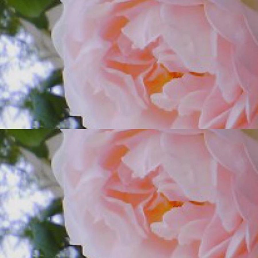 Abstract Photograph - #rose #art #abstract #flowers by Miwa Nishikawa