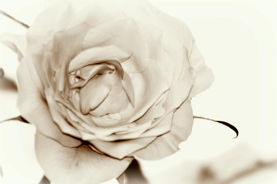 Nature Photograph - Rose art cream by Frances Lewis