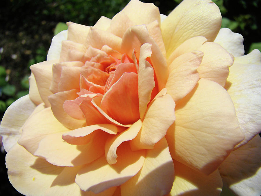 Rose Art Peach Orange Roses Sunlit Florals Giclee Baslee Troutman Photograph