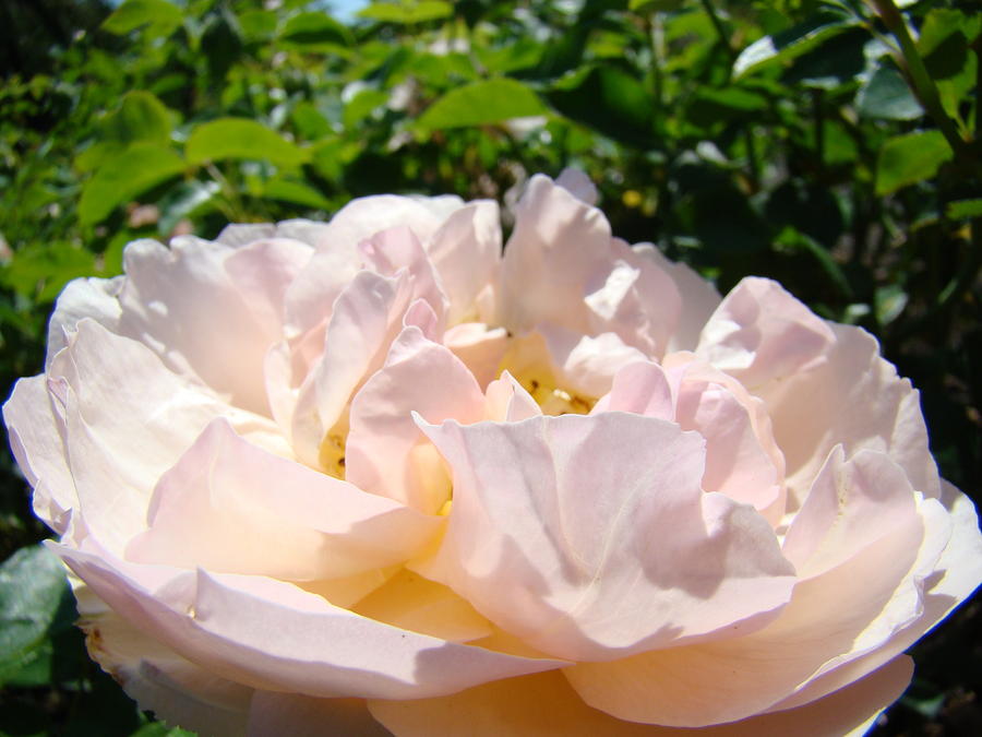 Rose Photograph - ROSE Art Prints Canvas Sunlit Pink Rose Garden Baslee Troutman by Patti Baslee