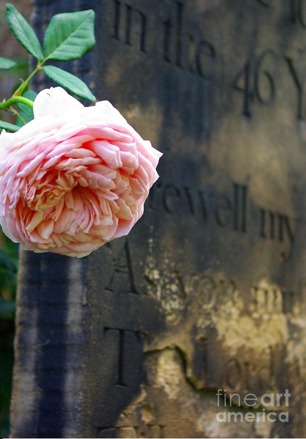 Rose At The Grave Photograph