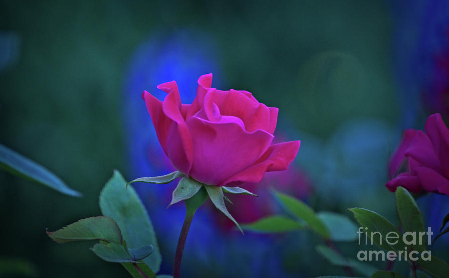 Rose at Twilight Photograph by Mary Machare