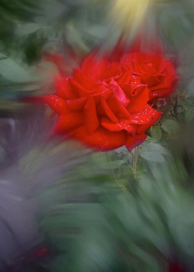 Rose Photograph - Rose Aug 2016 by Richard Cummings