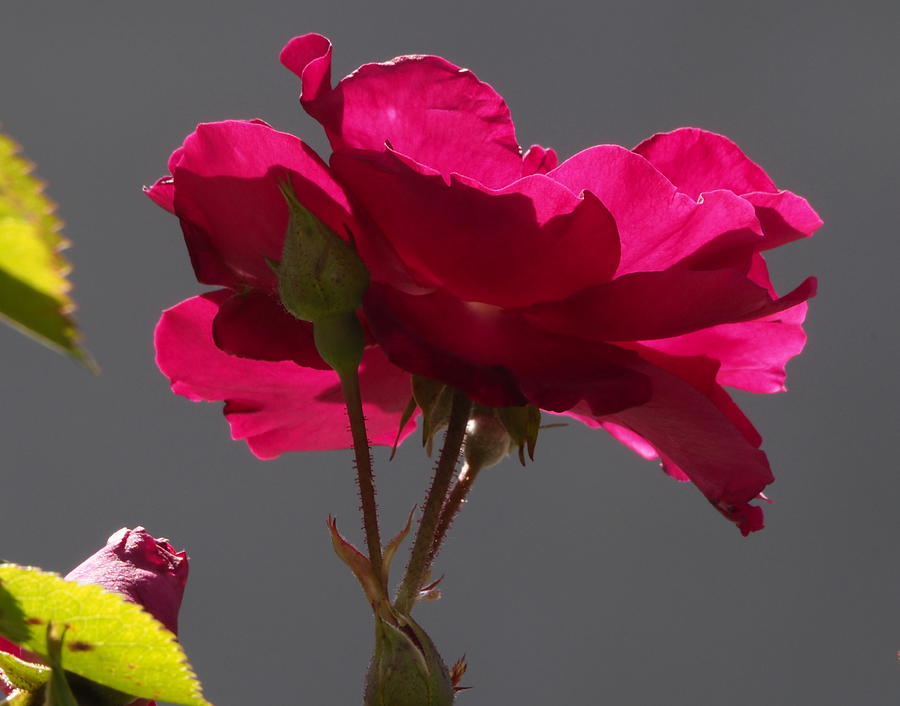 Rose Backlight Photograph by Richard Thomas