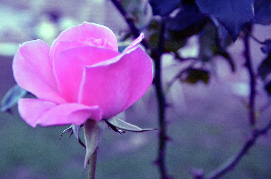 Rose - Beauty 1 Photograph by Harsh Malik
