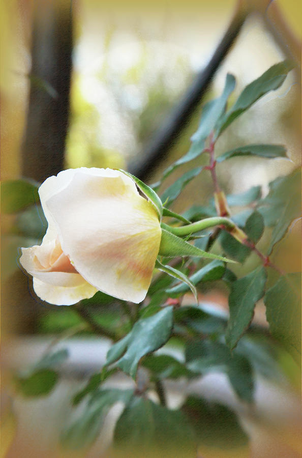 Rose - Beauty  Photograph by Harsh Malik