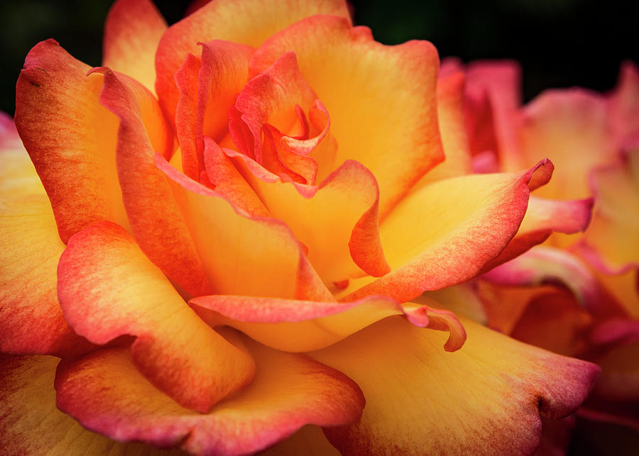 Rose Beauty Photograph by Jean Noren