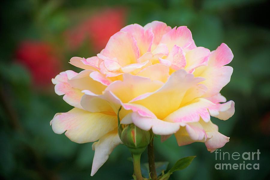 Rose Beauty Photograph by Merle Grenz