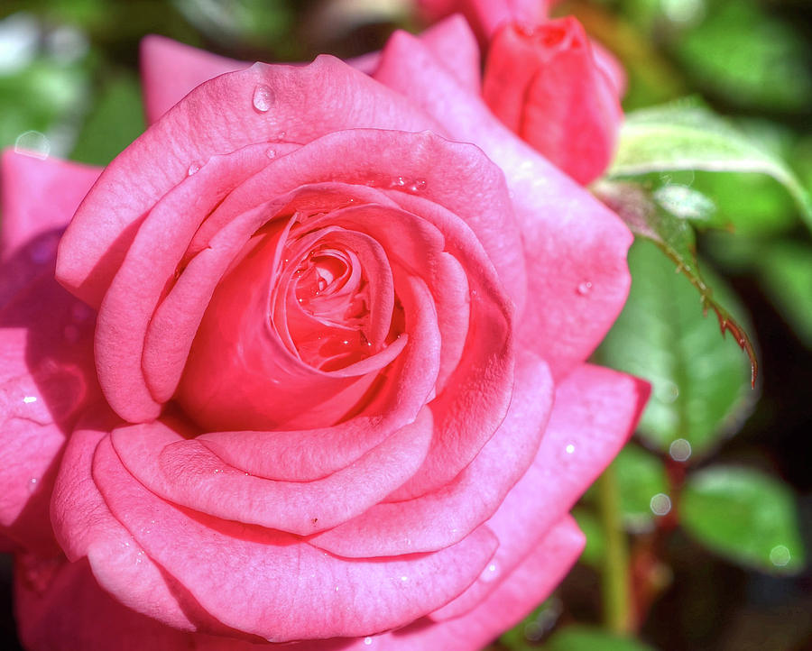 Rose beauty Photograph by Ronda Ryan
