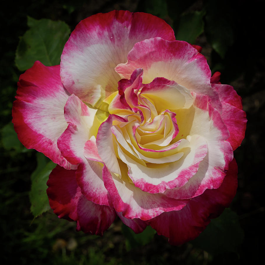 Rose Beauty Photograph by Shirley Mitchell