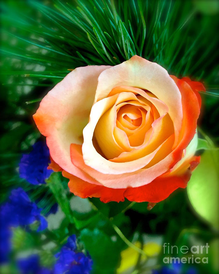 Rose beauty  Photograph by Wonju Hulse