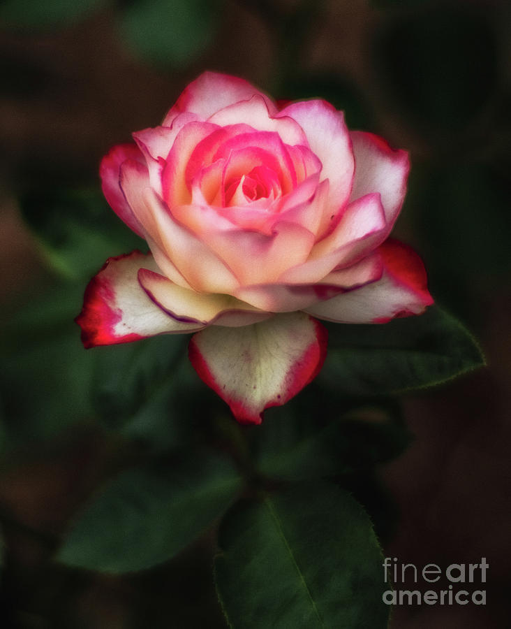 Rose Photograph by Bill Frische