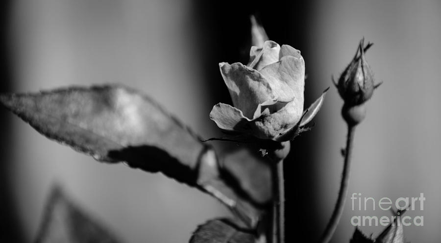 Rose black and white Photograph by Andrea Anderegg