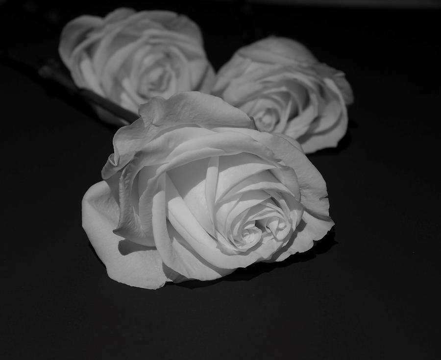Rose Black and White Photograph by Jerry Connally