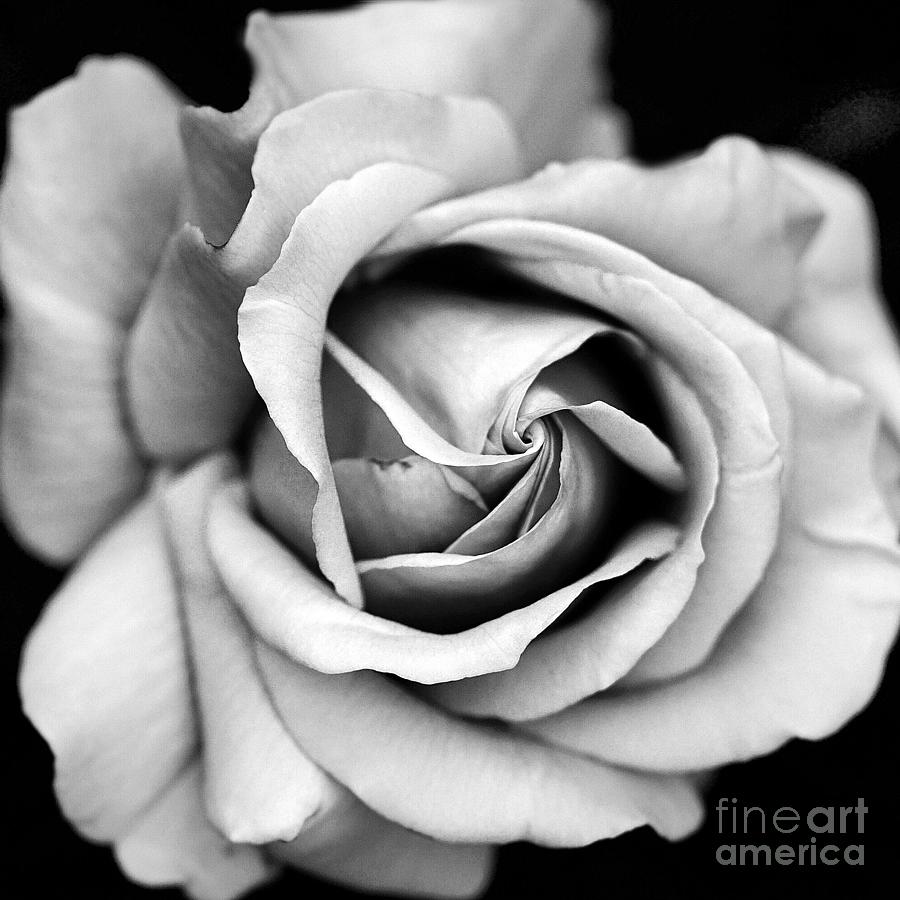 Rose Black White Macro Rose Closeup - Paris Roses Black White Art Print Home Decor Photograph by Kathy Fornal