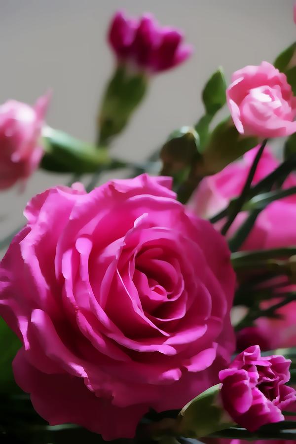 Flower Digital Art - Rose Bloom by Andrew Mcdermott