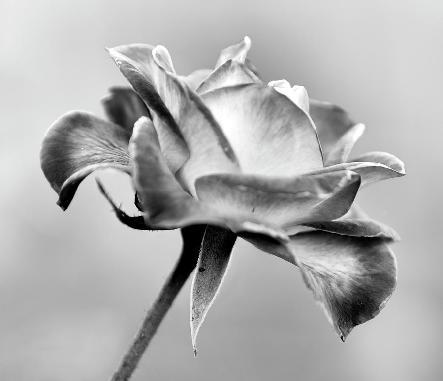Flower Photograph - Rose Bloom in B W by Her Arts Desire
