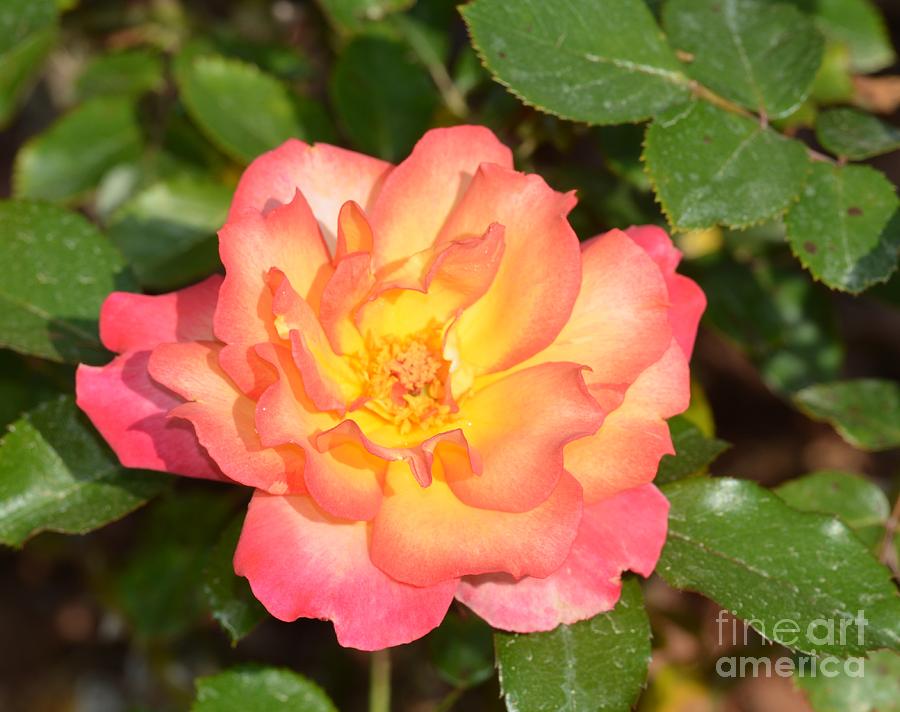 Rose Blossom 17-01 Photograph by Maria Urso
