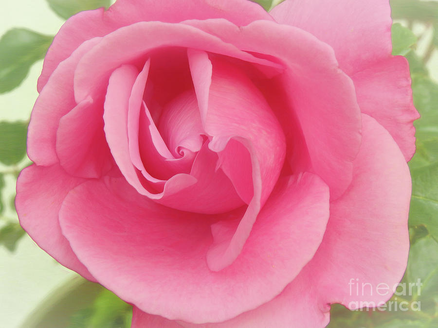 Rose Blossom - Pink Photograph by Scott Cameron