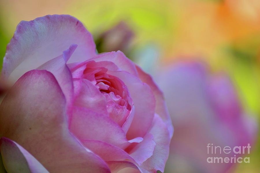 Rose Blush Photograph by Debra Banks