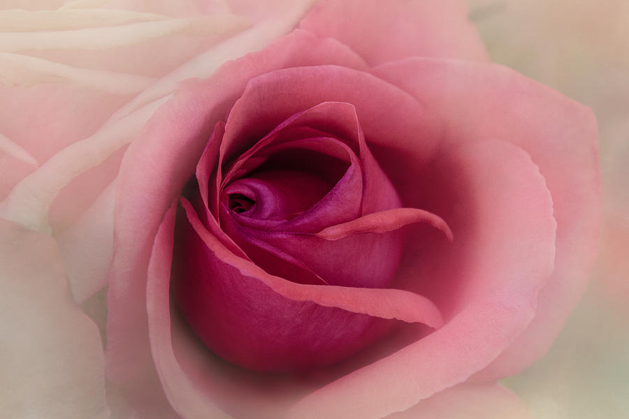 Rose Blush Digital Art by Terry Davis