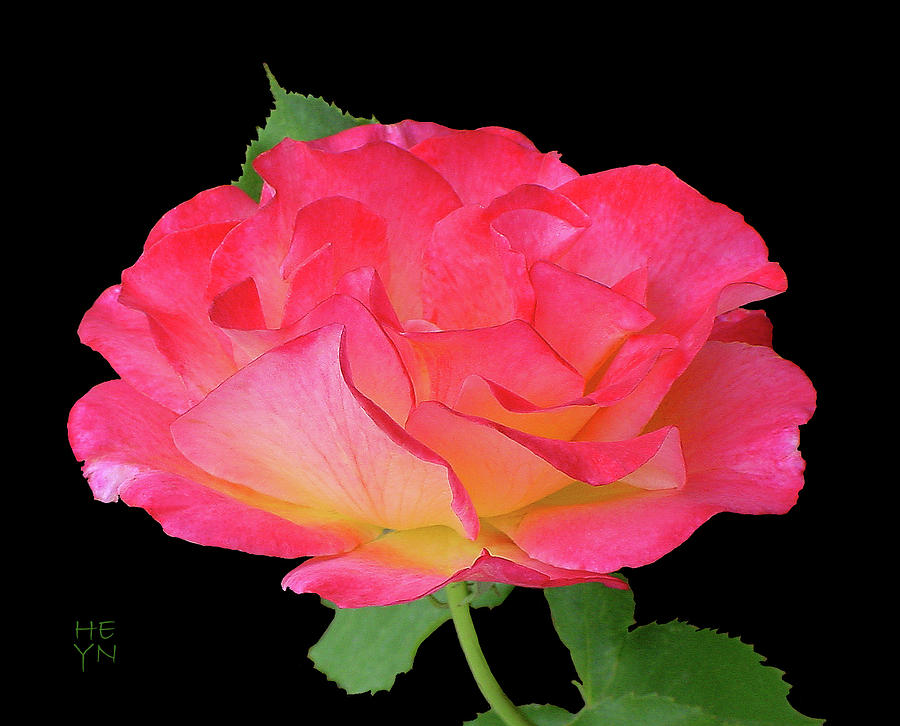 Rose Blushing Cutout Photograph by Shirley Heyn