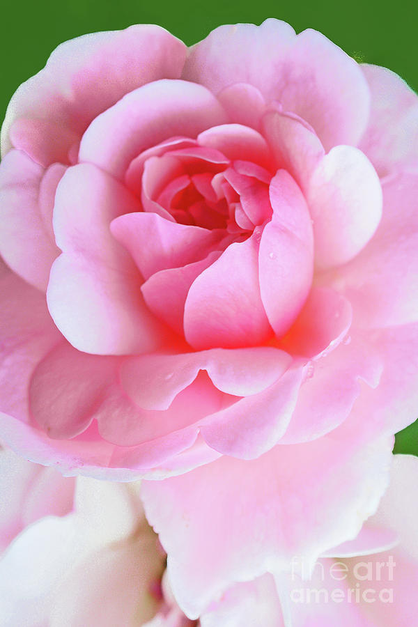 Rose Bonica Beauty Photograph by Regina Geoghan - Fine Art America