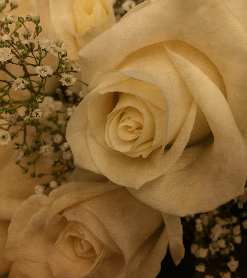 Rose Photograph - Rose Bouquet by Arlene Carmel