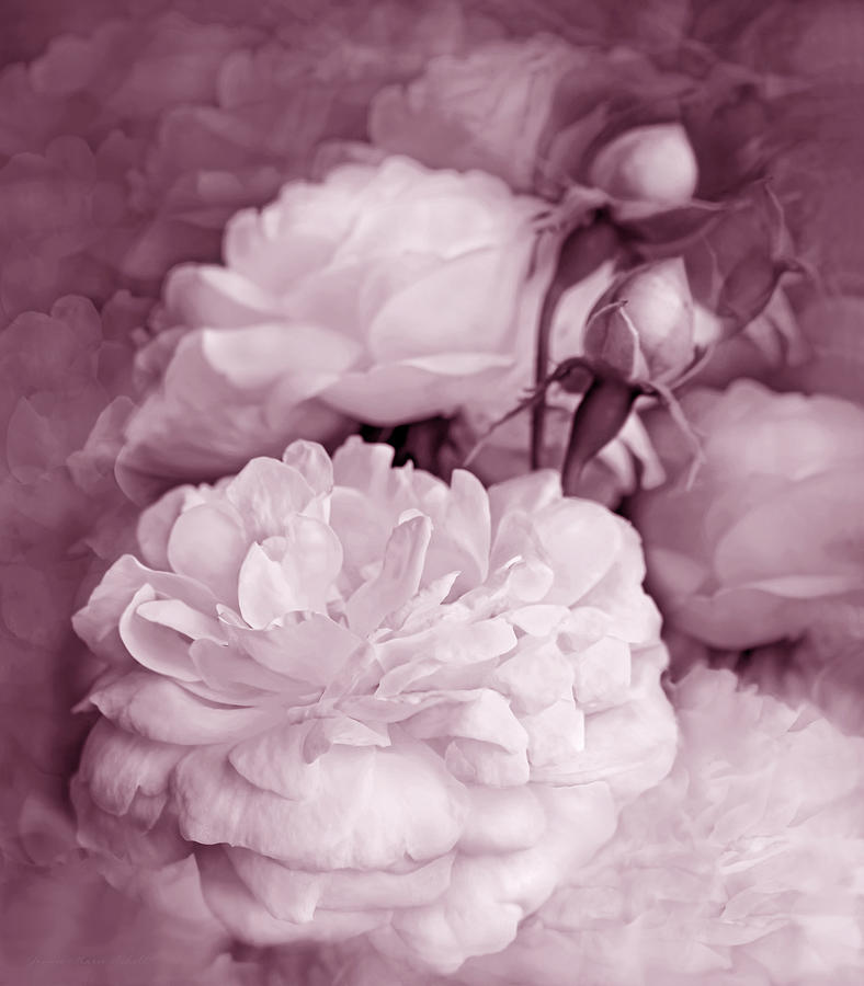 Rose Photograph - Rose Bouquet Flowers Plum by Jennie Marie Schell