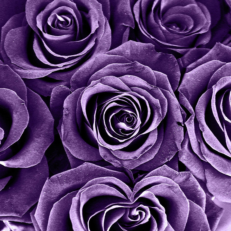 Rose Bouquet in Purple Photograph by Igor Shrayer