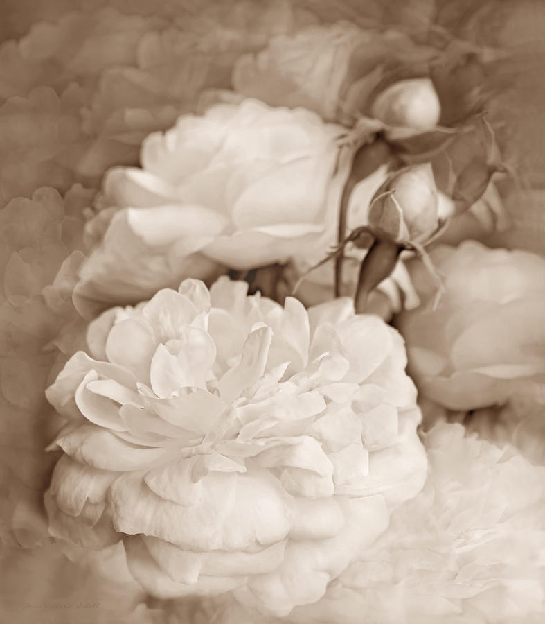 Rose Bouquet Flowers Soft Brown Photograph by Jennie Marie Schell