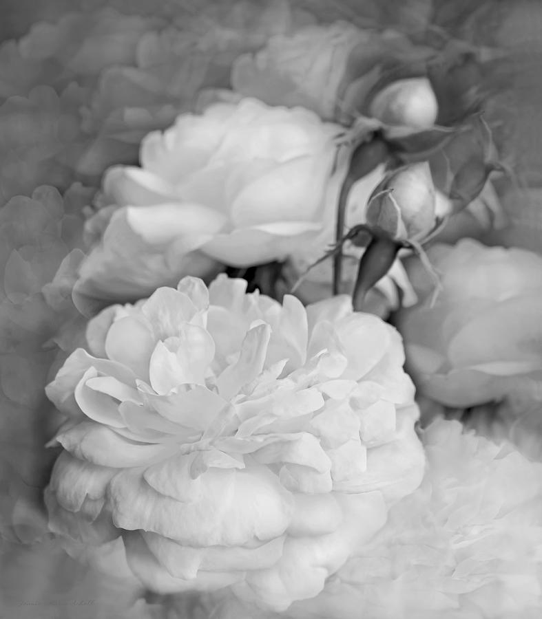 Rose Bouquet Flowers Soft Gray Photograph by Jennie Marie Schell