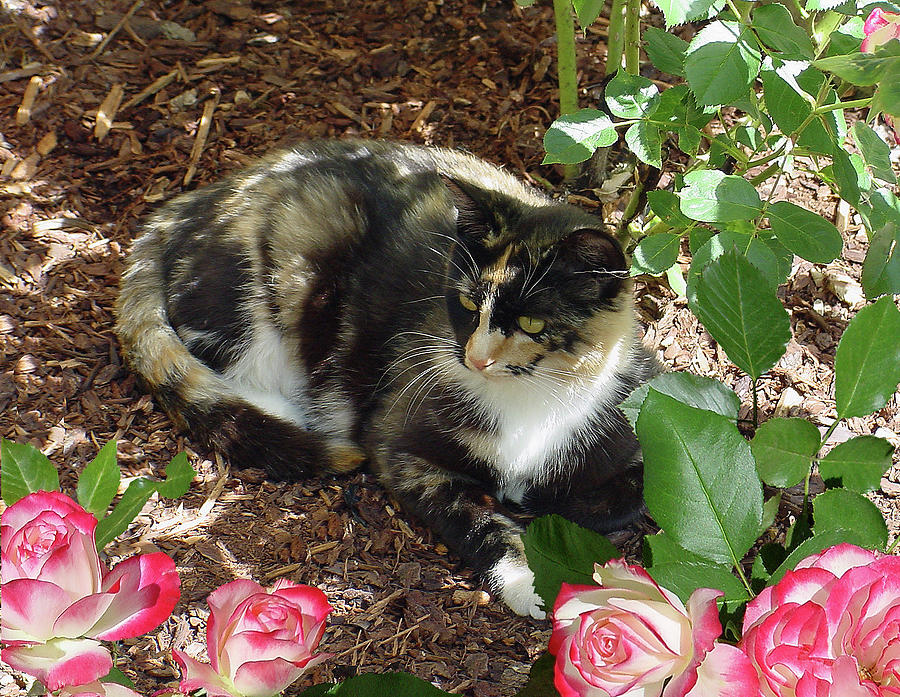 Rose Bower for a Cat Photograph by Shirley Heyn