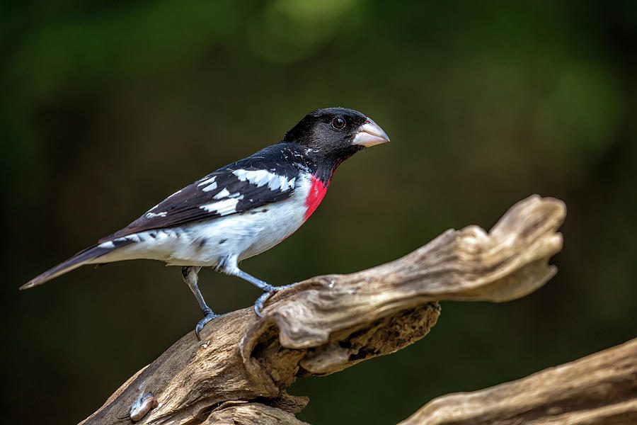 Feather Photograph - Rose Breasted Grosbeak by Andy Favors