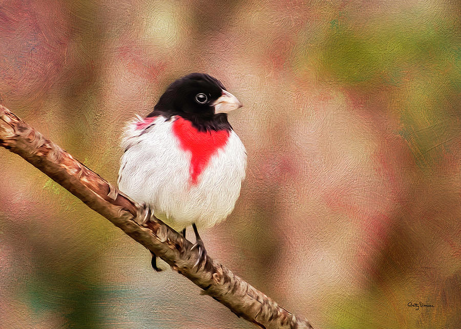 Feather Photograph - Rose-Breasted Grosbeak by Betty Denise