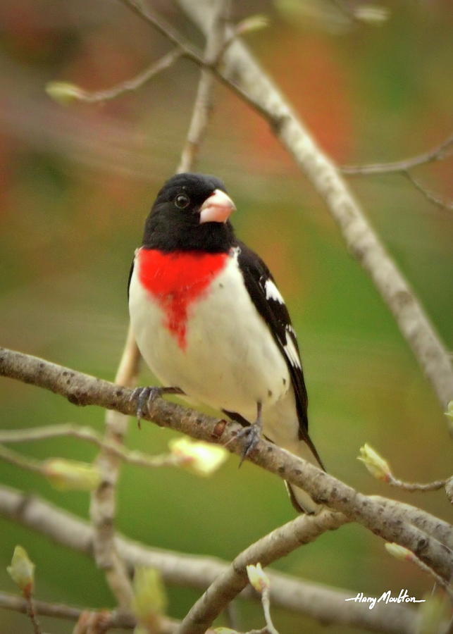 Rose-breasted Grosbeak Photograph by Harry Moulton
