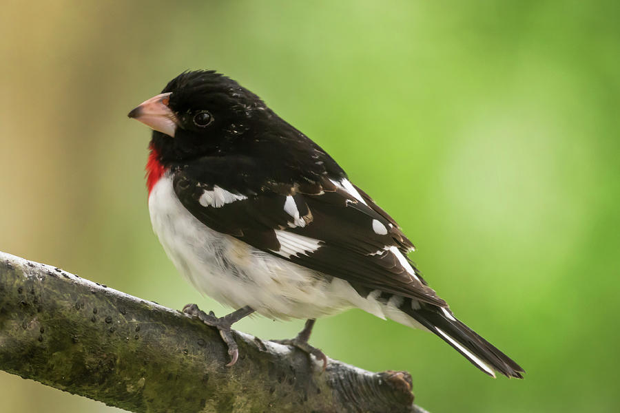 Rose-breasted Grosbeak Male Perched New Jersey  Photograph by Terry DeLuco