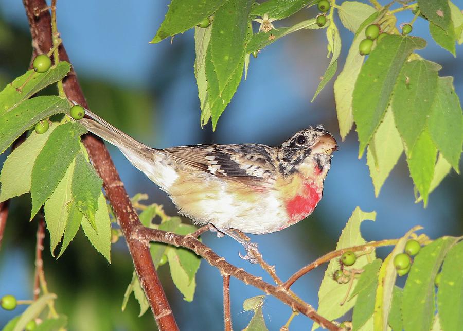 Rose-breasted Grosbeak Photograph by Marlin and Laura Hum