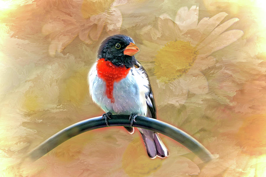 Rose-breasted-Grosbeak Photograph by Mary Timman