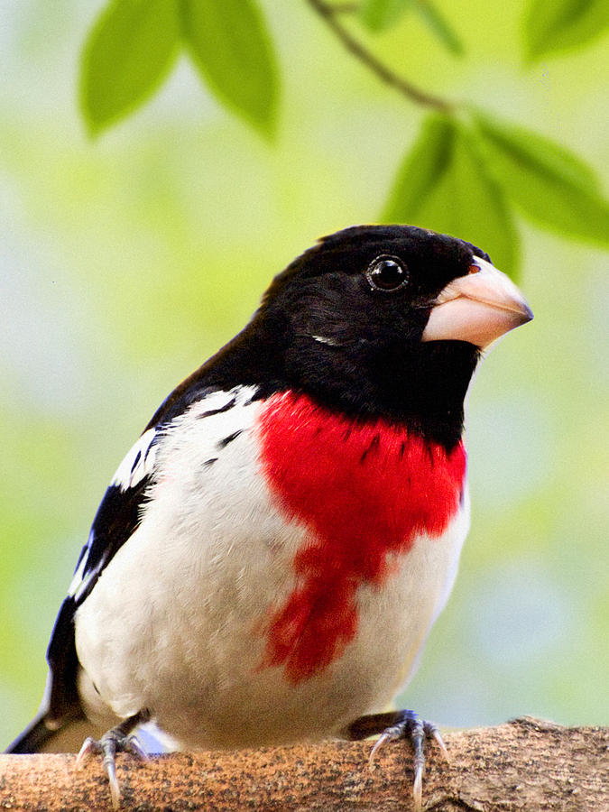 Rose Breasted Grosbeak On A Brilliant Spring Day Photograph by Dorothy Lee