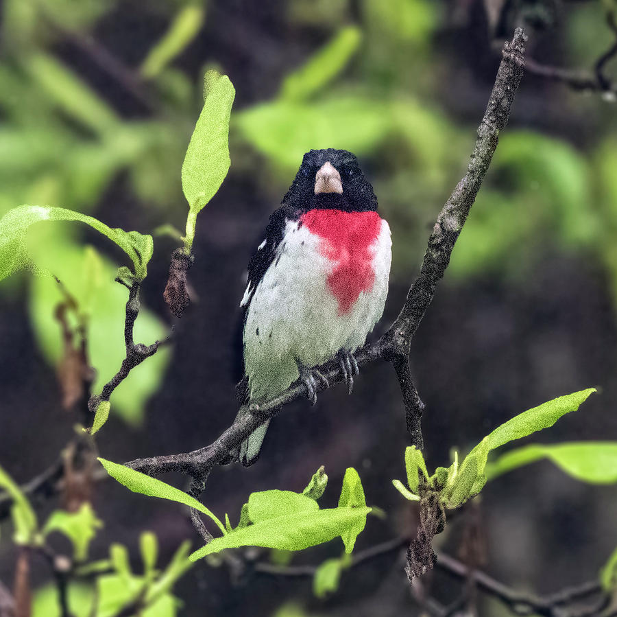 Rose-breasted Grosbeak on Tree Branch Photograph by William Bitman