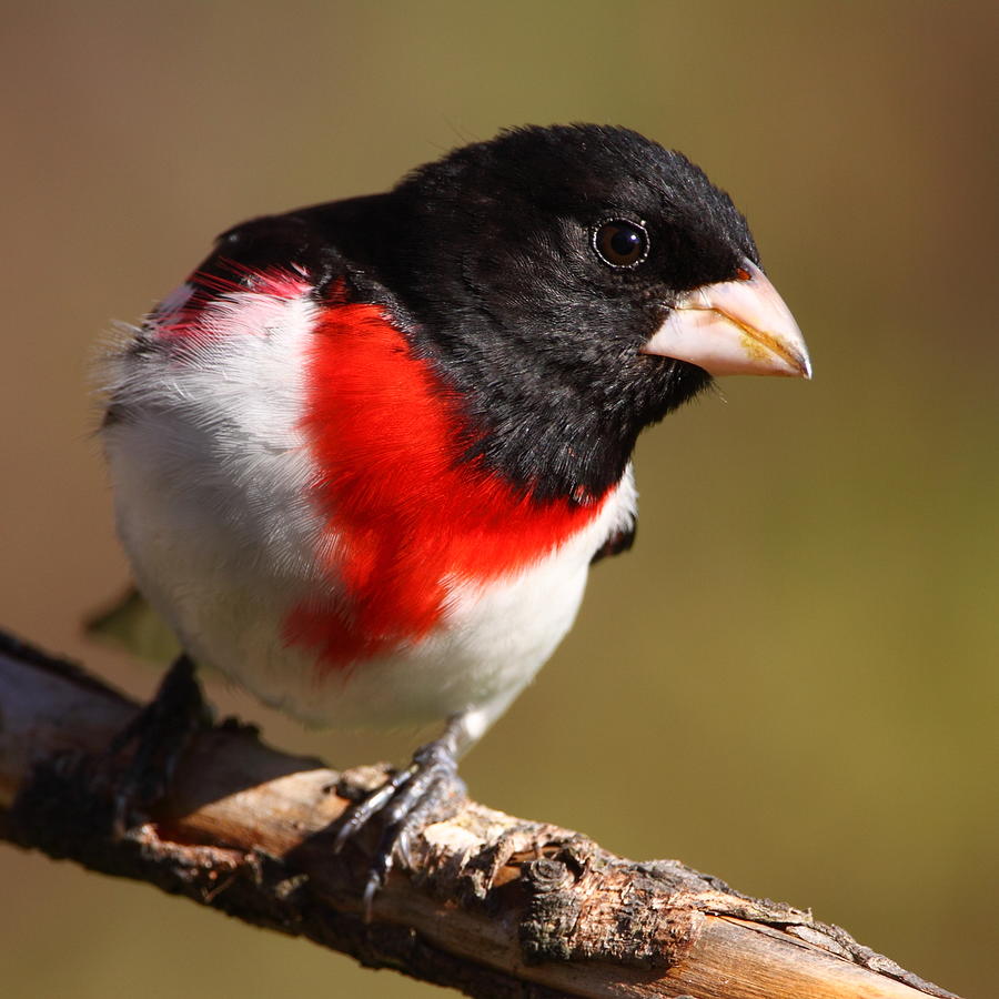 Rose-breasted Grosbeak Squared Photograph by Bruce J Robinson
