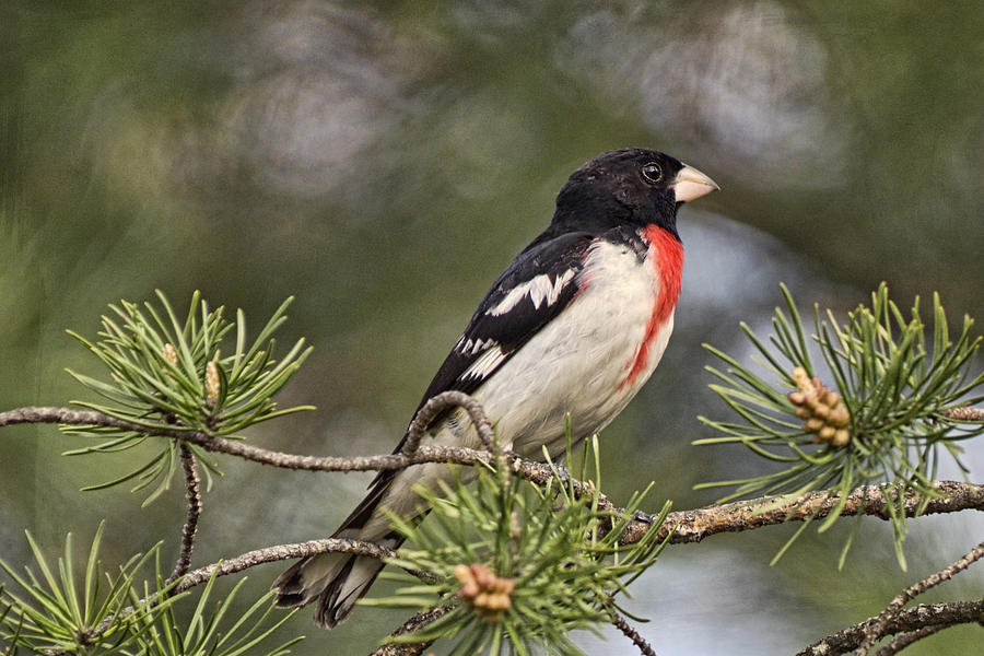 Rose-Breasted Grosbeak Photograph by Theo OConnor