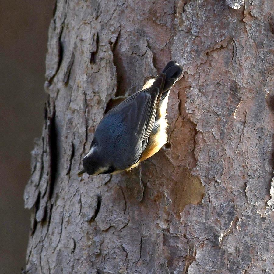 Rose breasted Nuthatch Photograph by Hella Buchheim