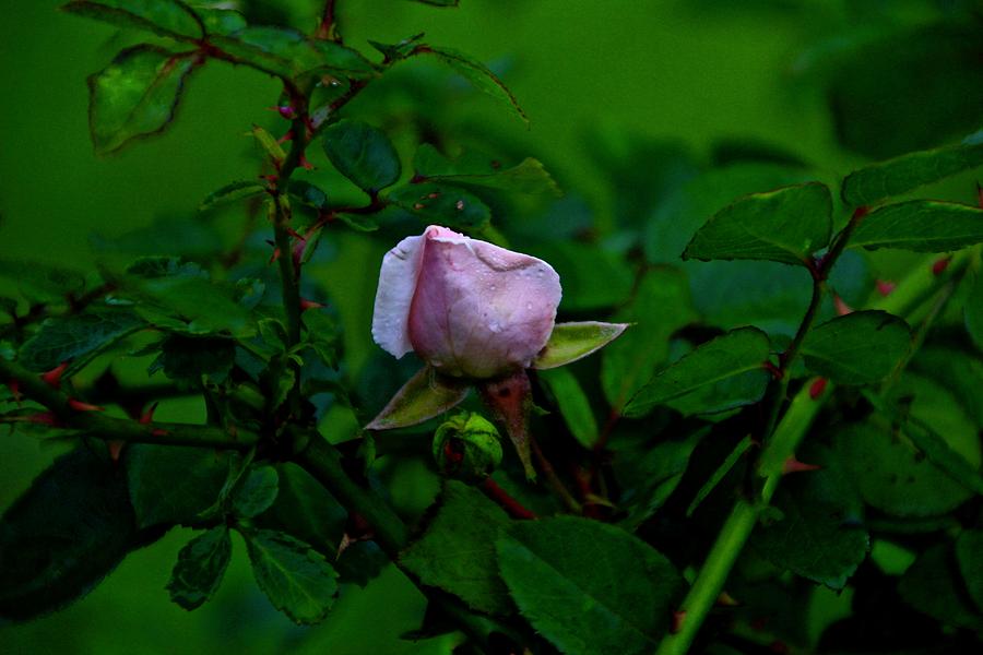 Rose Bud 2 Photograph by Kevin Wheeler