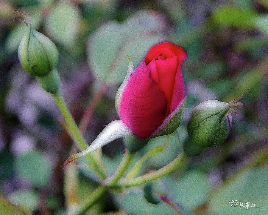 Rose Bud #4059 Photograph by Barbara Tristan