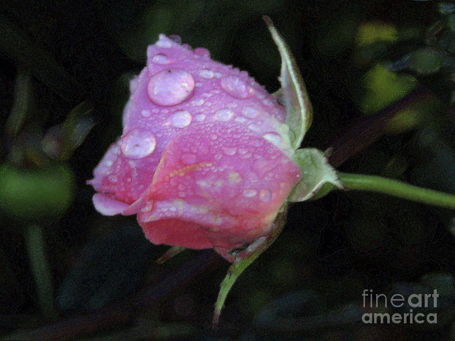 Rose Bud After The Rain Photograph by Kim Tran
