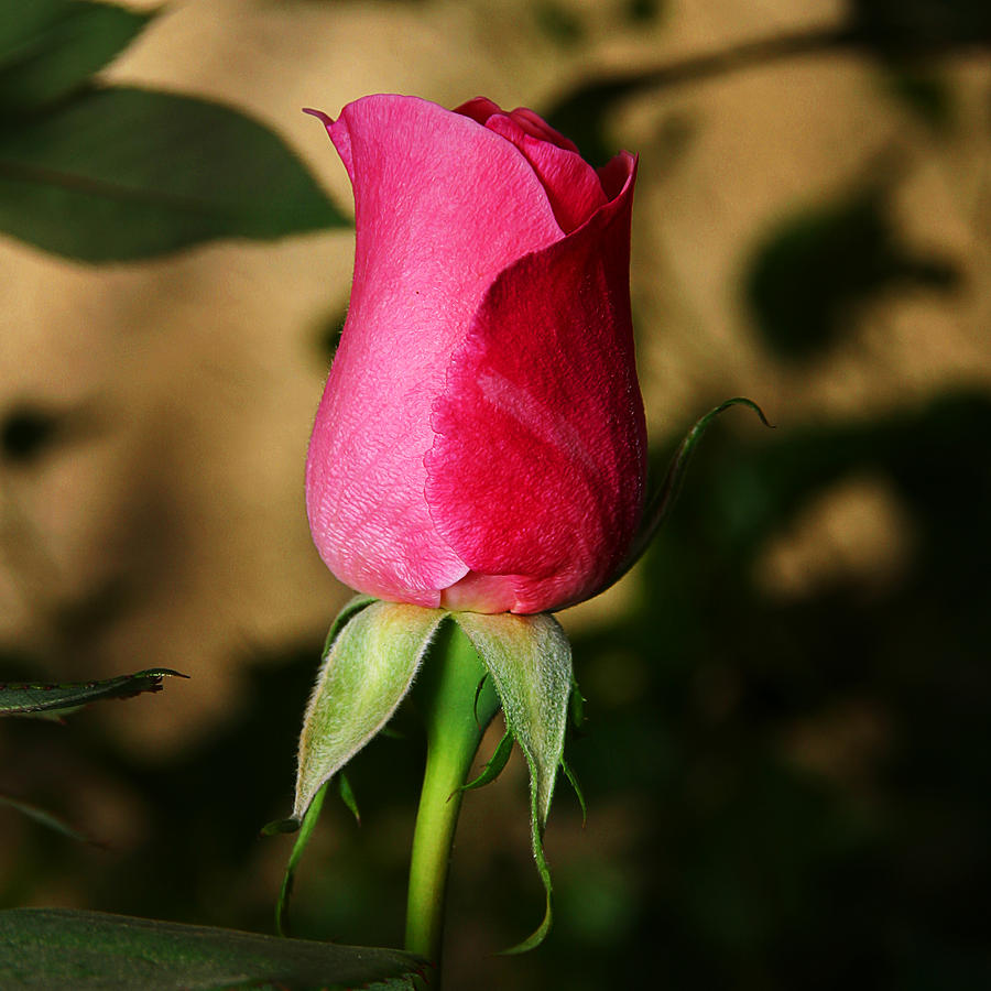 Rose Bud Photograph by Anthony Jones