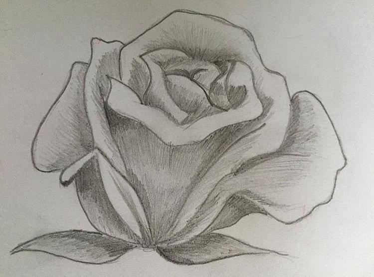 rose bud outline